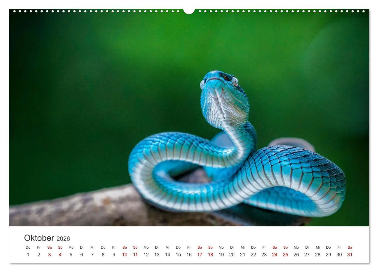 Bild: 9783457538982 | Faszination Schlangen (Wandkalender 2026 DIN A2 quer), CALVENDO...