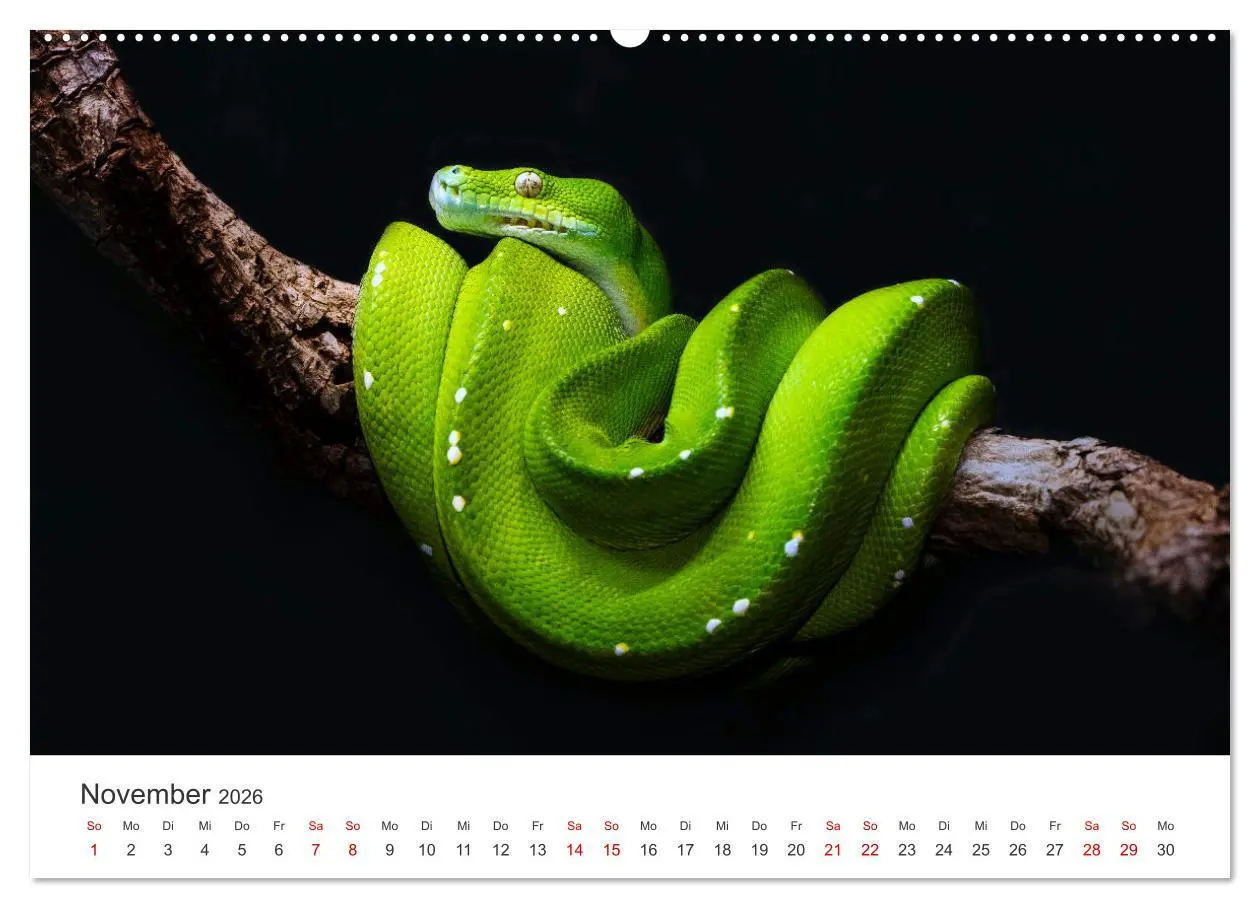 Bild: 9783457538982 | Faszination Schlangen (Wandkalender 2026 DIN A2 quer), CALVENDO...