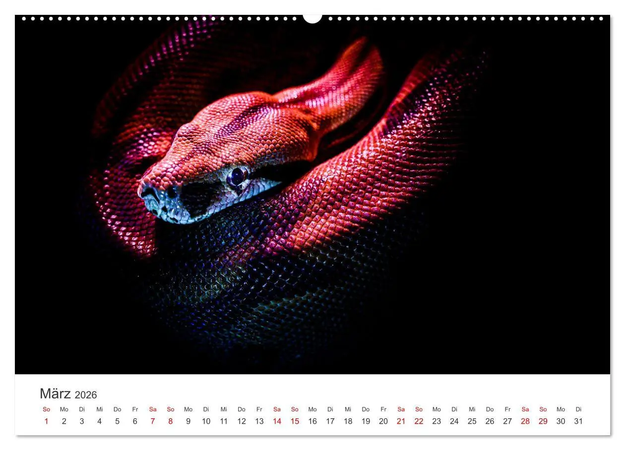 Bild: 9783457538982 | Faszination Schlangen (Wandkalender 2026 DIN A2 quer), CALVENDO...