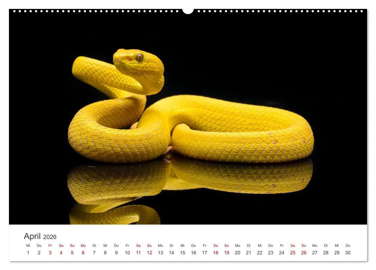 Bild: 9783457538982 | Faszination Schlangen (Wandkalender 2026 DIN A2 quer), CALVENDO...