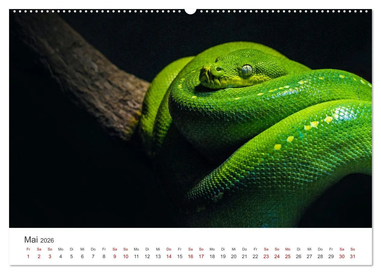 Bild: 9783457538982 | Faszination Schlangen (Wandkalender 2026 DIN A2 quer), CALVENDO...