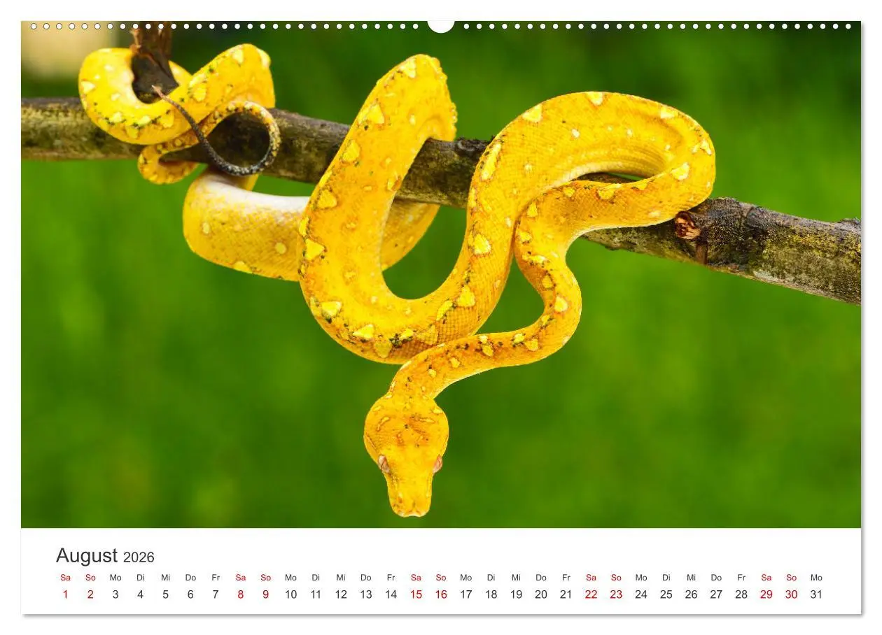 Bild: 9783457538982 | Faszination Schlangen (Wandkalender 2026 DIN A2 quer), CALVENDO...