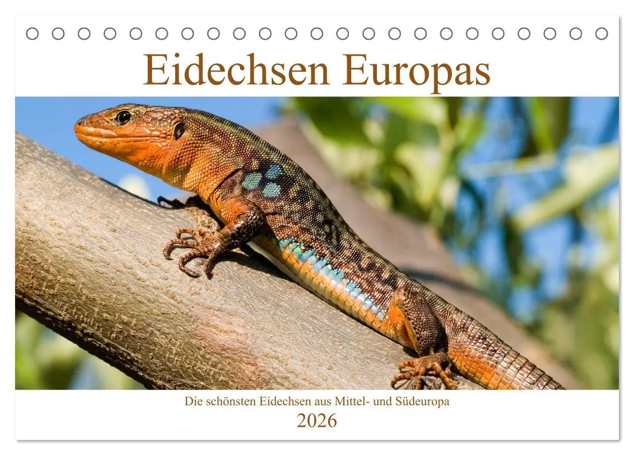 Cover: 9783457659182 | Eidechsen Europas (Tischkalender 2026 DIN A5 quer), CALVENDO...
