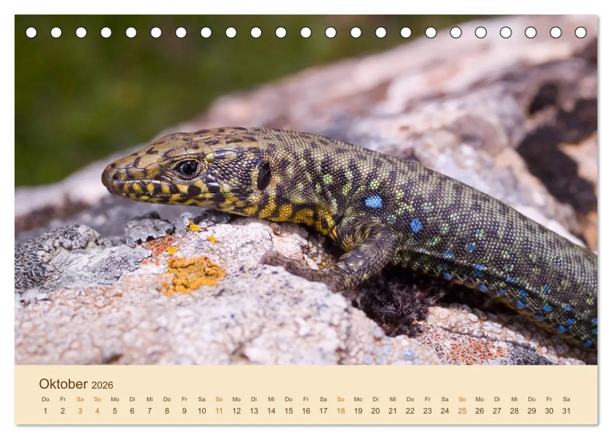 Bild: 9783457659182 | Eidechsen Europas (Tischkalender 2026 DIN A5 quer), CALVENDO...