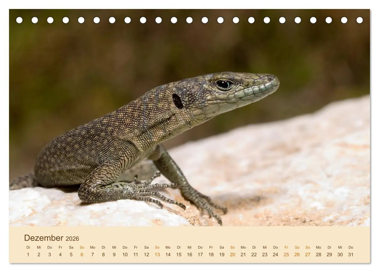 Bild: 9783457659182 | Eidechsen Europas (Tischkalender 2026 DIN A5 quer), CALVENDO...