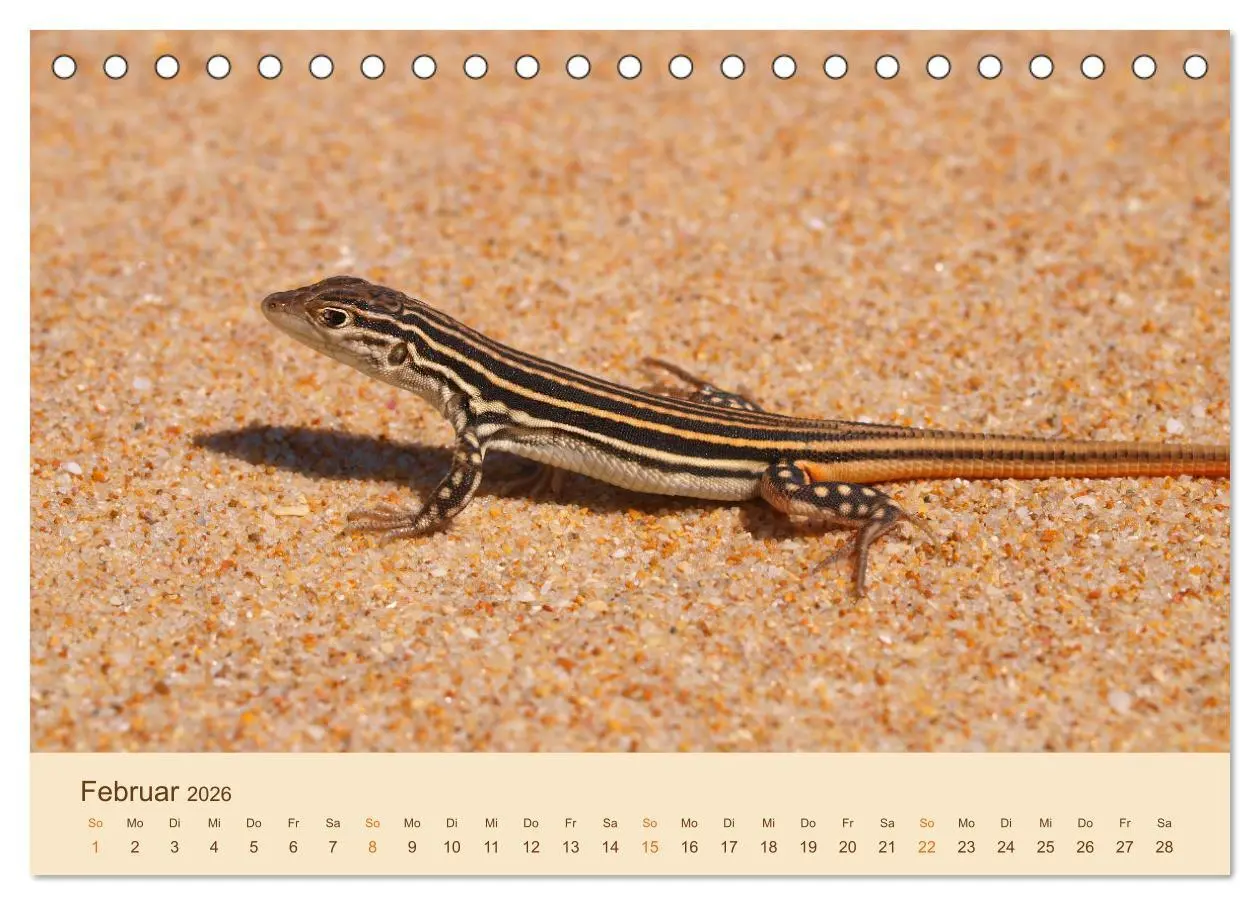 Bild: 9783457659182 | Eidechsen Europas (Tischkalender 2026 DIN A5 quer), CALVENDO...