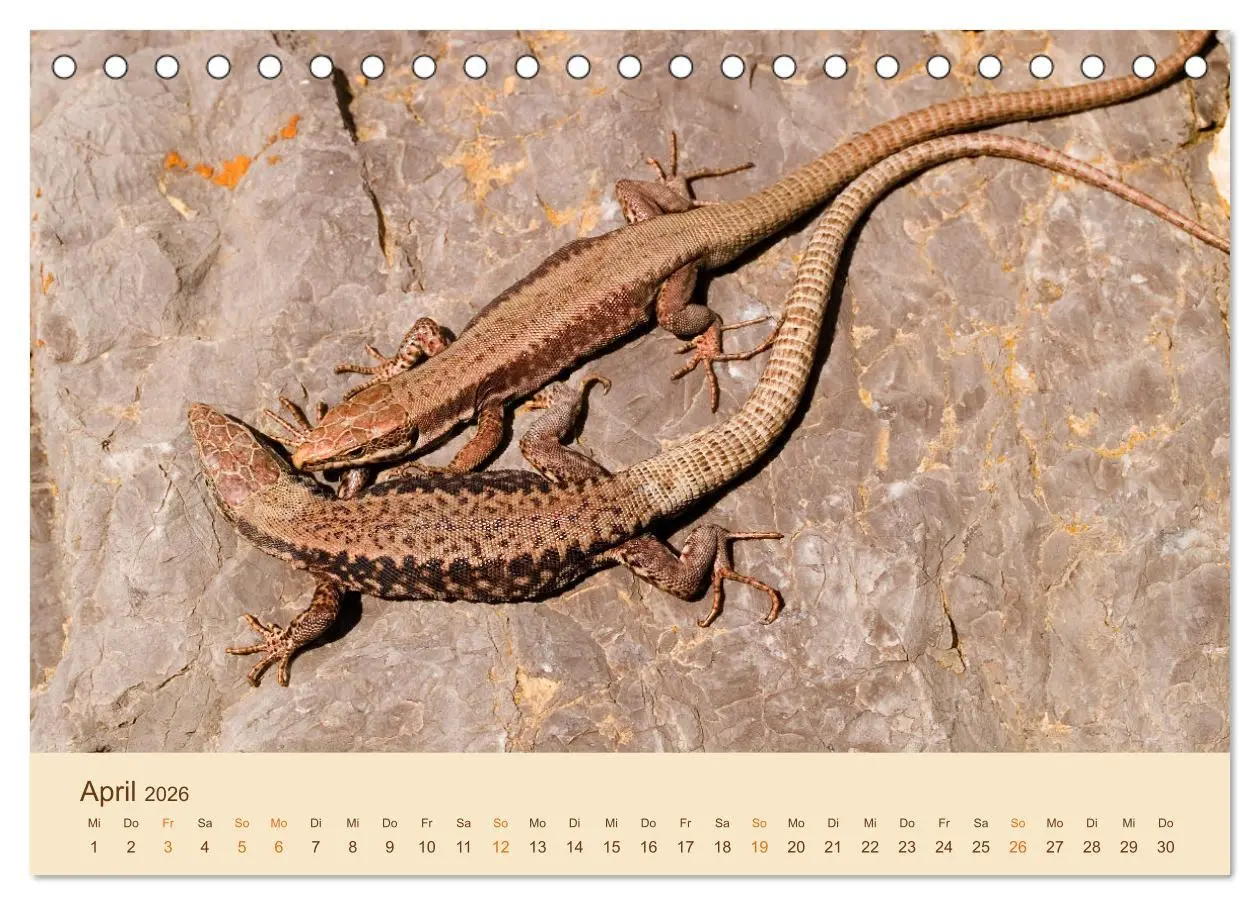 Bild: 9783457659182 | Eidechsen Europas (Tischkalender 2026 DIN A5 quer), CALVENDO...