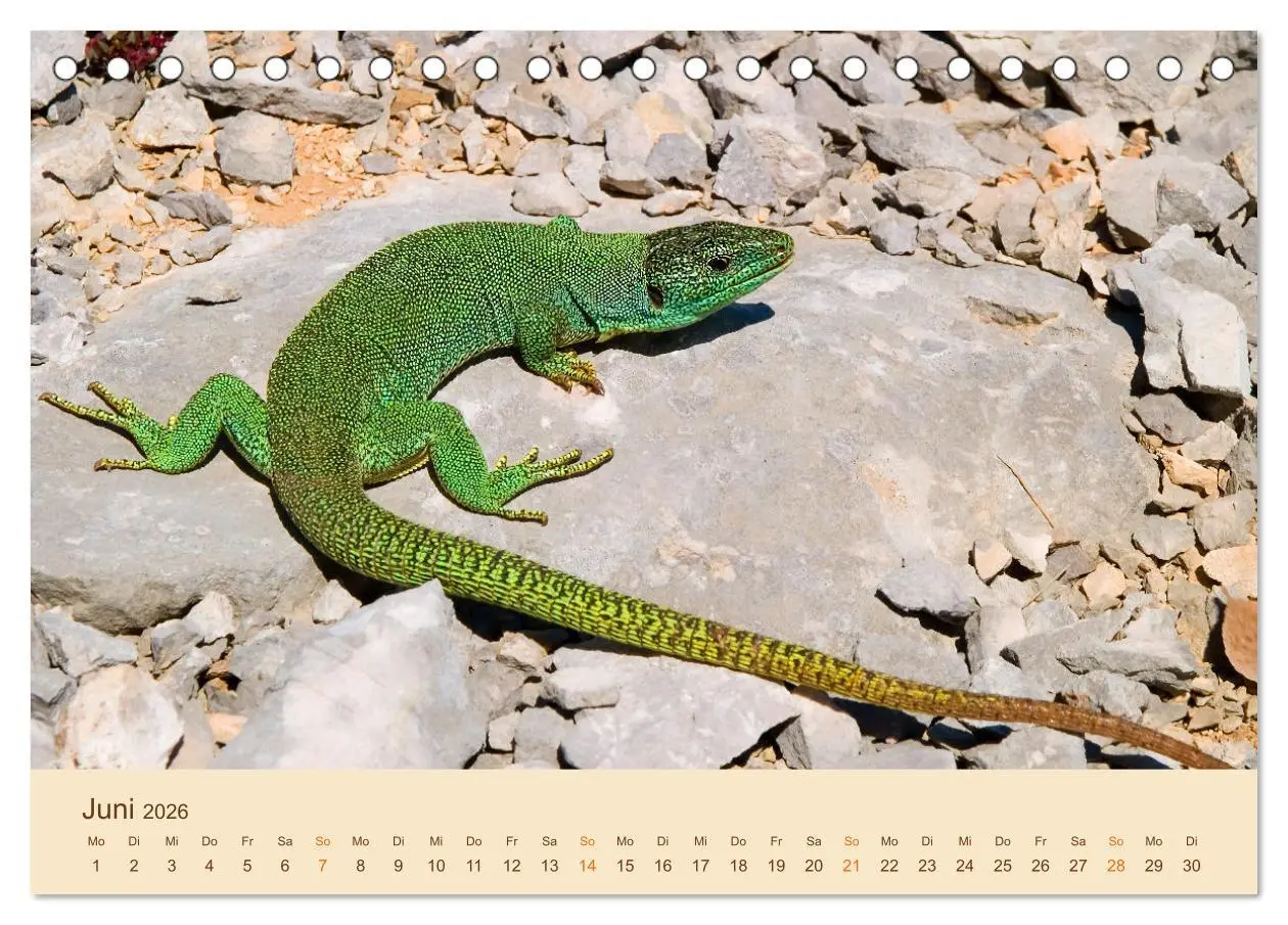 Bild: 9783457659182 | Eidechsen Europas (Tischkalender 2026 DIN A5 quer), CALVENDO...