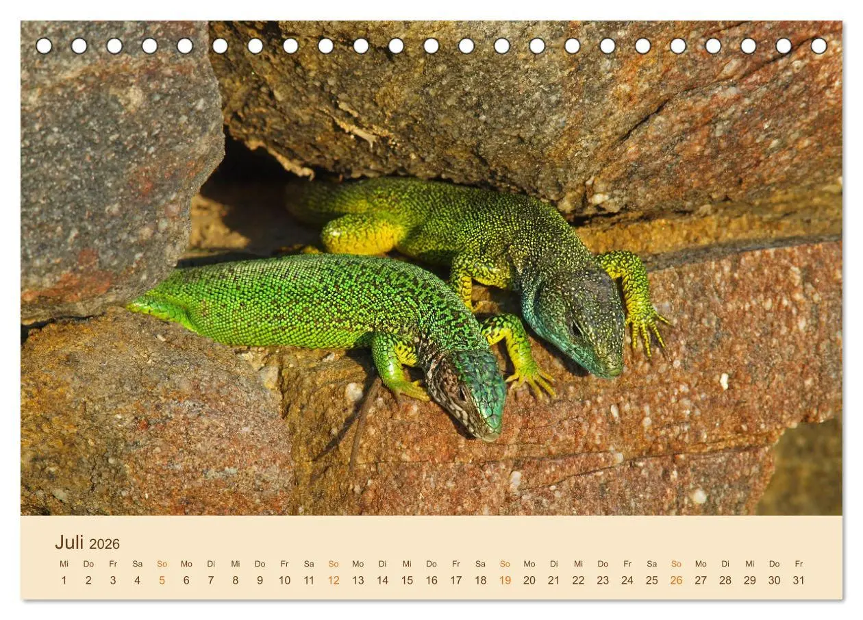 Bild: 9783457659182 | Eidechsen Europas (Tischkalender 2026 DIN A5 quer), CALVENDO...