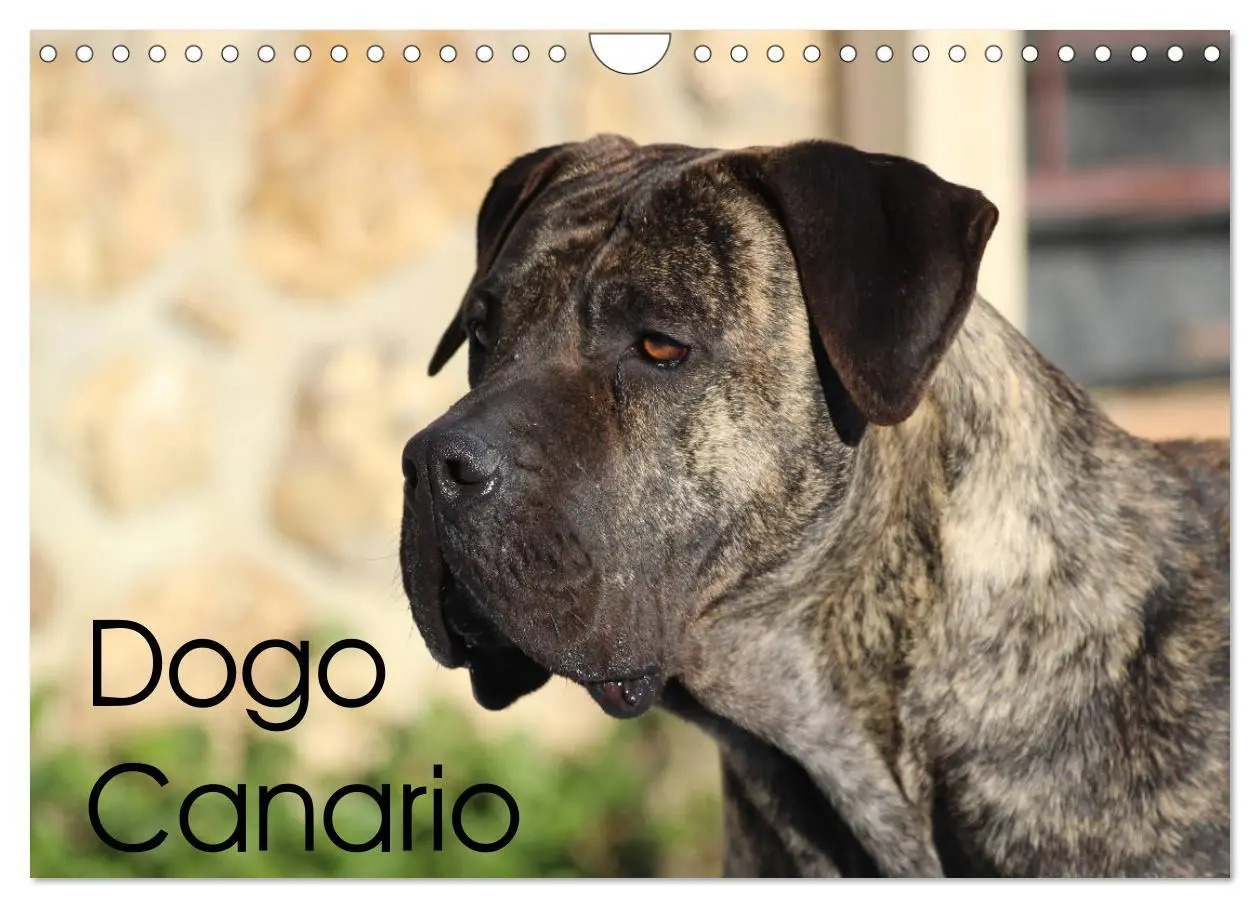 Cover: 9783457899182 | Dogo Canario (Wandkalender 2026 DIN A4 quer), CALVENDO Monatskalender