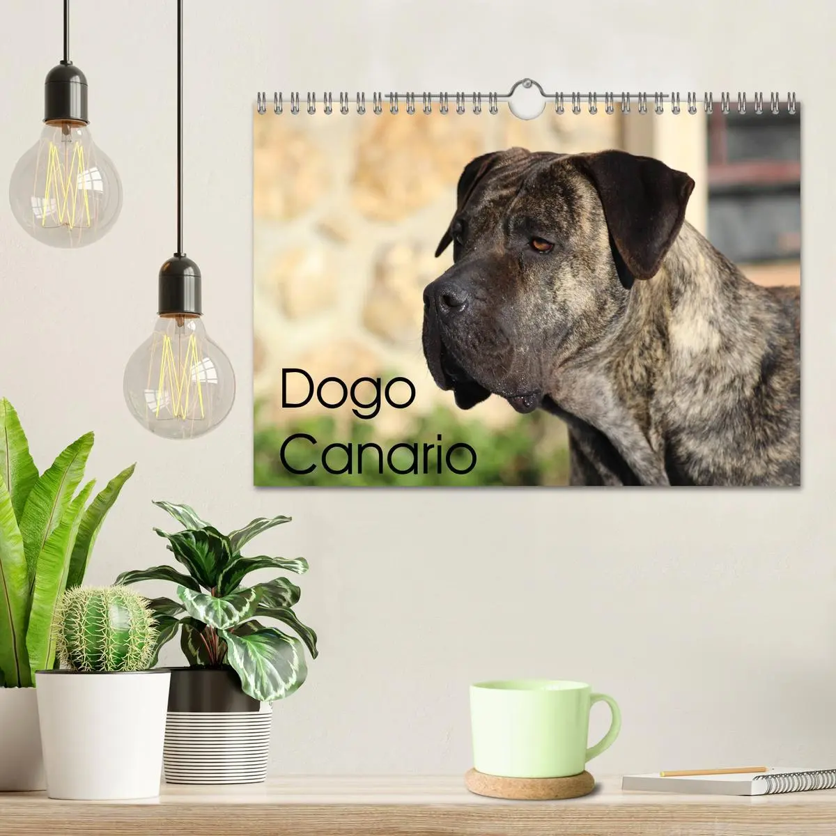 Bild: 9783457899182 | Dogo Canario (Wandkalender 2026 DIN A4 quer), CALVENDO Monatskalender