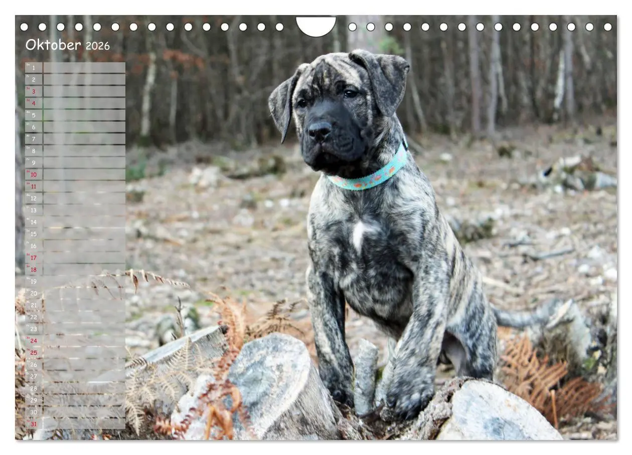 Bild: 9783457899182 | Dogo Canario (Wandkalender 2026 DIN A4 quer), CALVENDO Monatskalender
