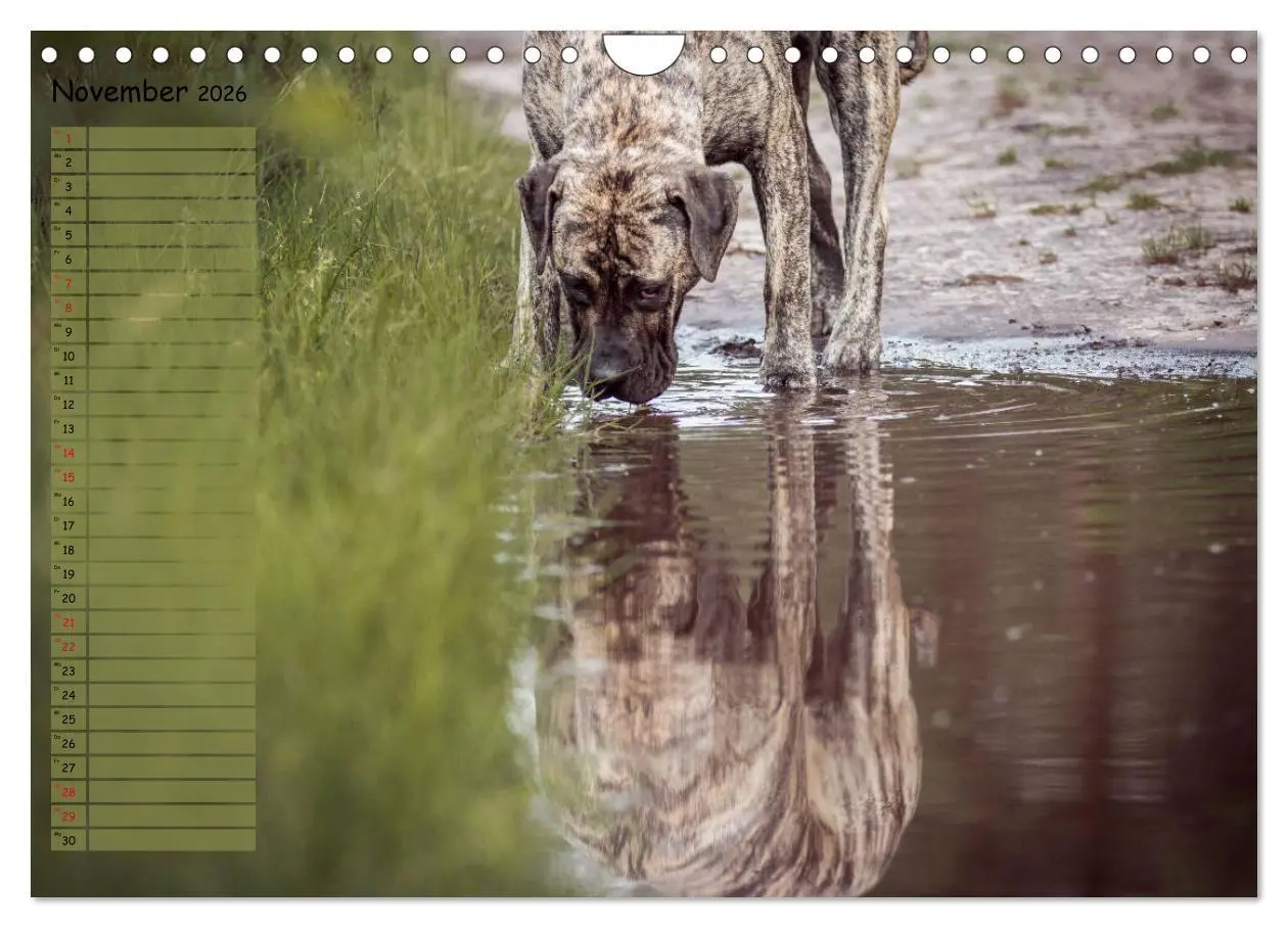 Bild: 9783457899182 | Dogo Canario (Wandkalender 2026 DIN A4 quer), CALVENDO Monatskalender