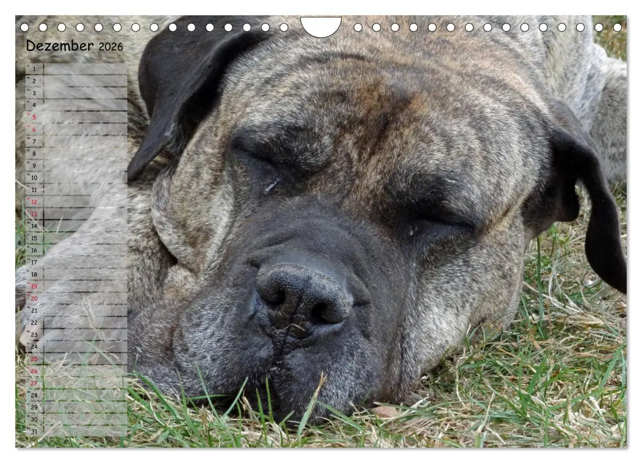Bild: 9783457899182 | Dogo Canario (Wandkalender 2026 DIN A4 quer), CALVENDO Monatskalender