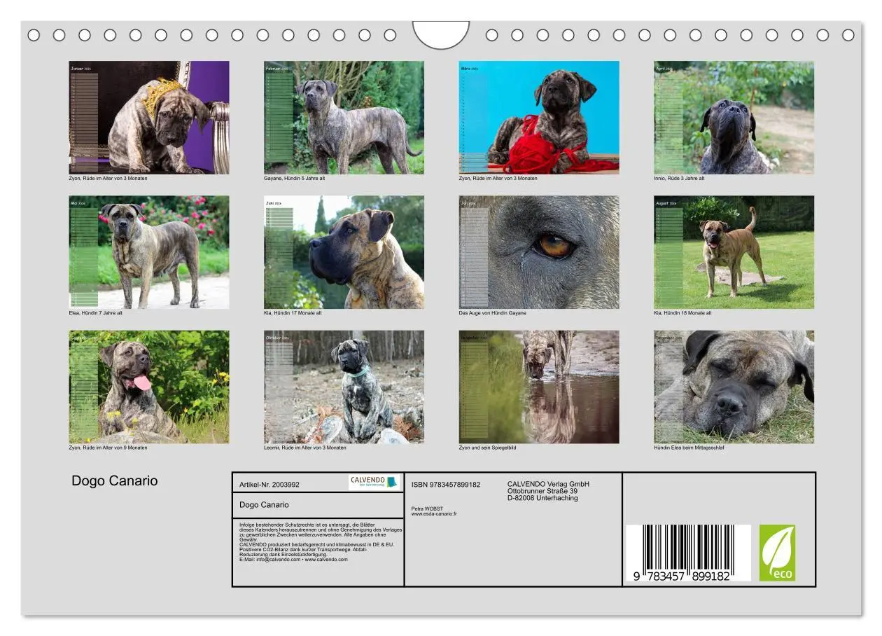 Bild: 9783457899182 | Dogo Canario (Wandkalender 2026 DIN A4 quer), CALVENDO Monatskalender