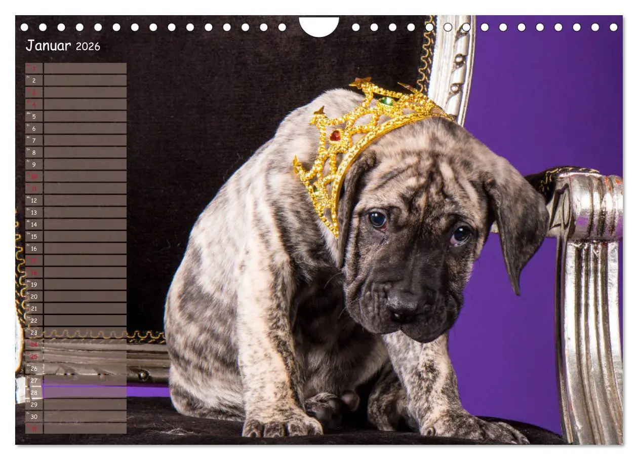 Bild: 9783457899182 | Dogo Canario (Wandkalender 2026 DIN A4 quer), CALVENDO Monatskalender