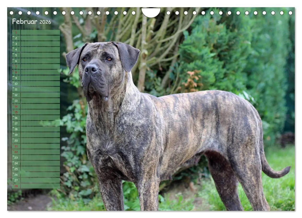 Bild: 9783457899182 | Dogo Canario (Wandkalender 2026 DIN A4 quer), CALVENDO Monatskalender