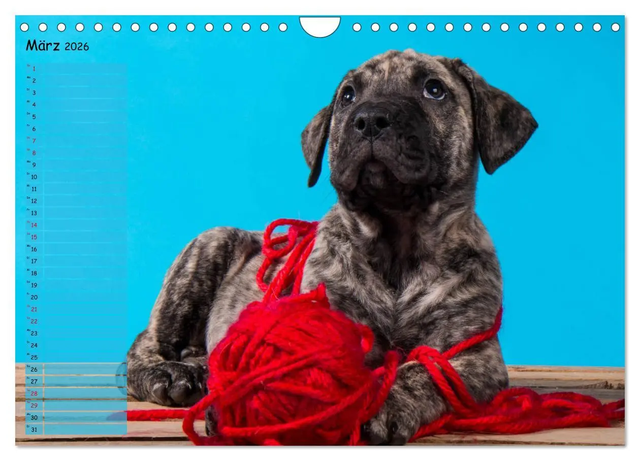 Bild: 9783457899182 | Dogo Canario (Wandkalender 2026 DIN A4 quer), CALVENDO Monatskalender