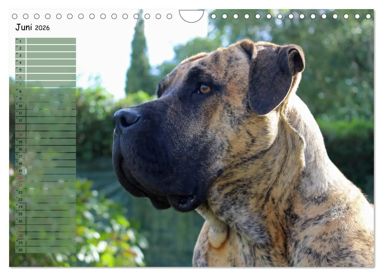 Bild: 9783457899182 | Dogo Canario (Wandkalender 2026 DIN A4 quer), CALVENDO Monatskalender