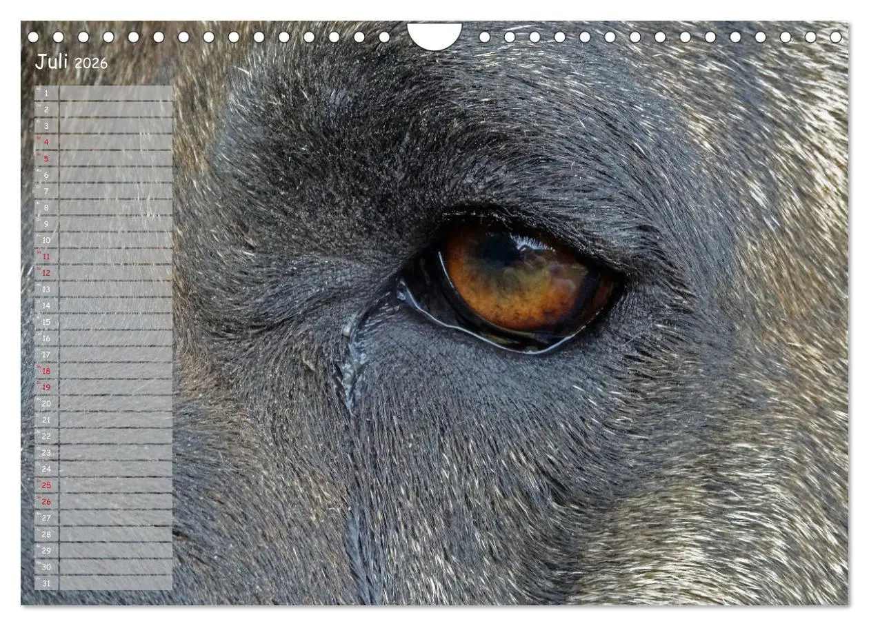 Bild: 9783457899182 | Dogo Canario (Wandkalender 2026 DIN A4 quer), CALVENDO Monatskalender