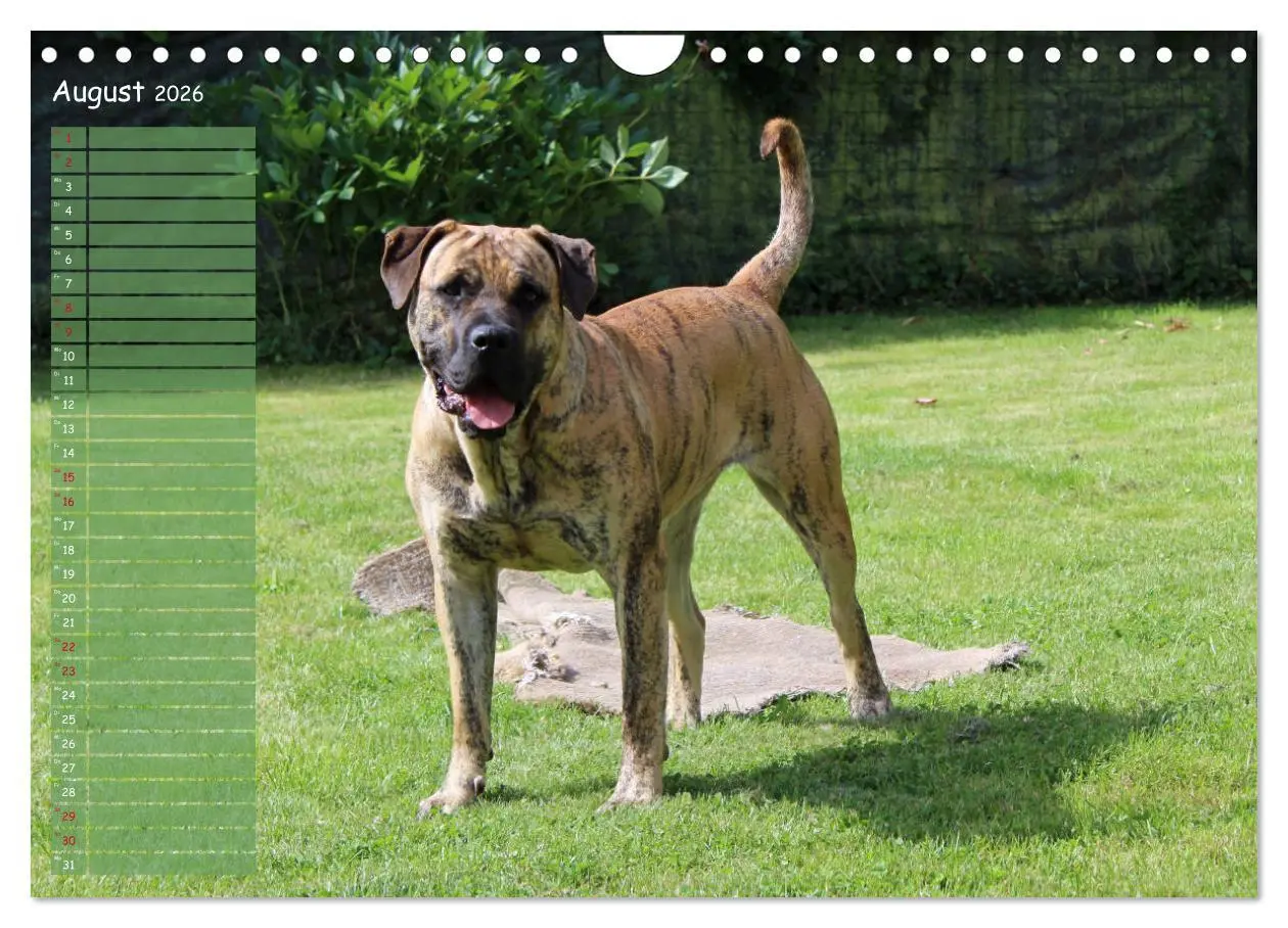 Bild: 9783457899182 | Dogo Canario (Wandkalender 2026 DIN A4 quer), CALVENDO Monatskalender