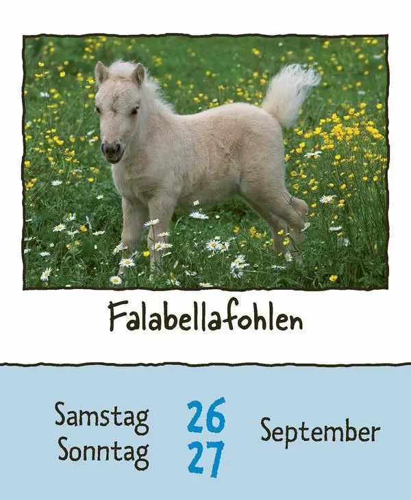 Bild: 9783731889182 | Tierisch unterwegs 2026 | Verlag Korsch | Kalender | 328 S. | Deutsch