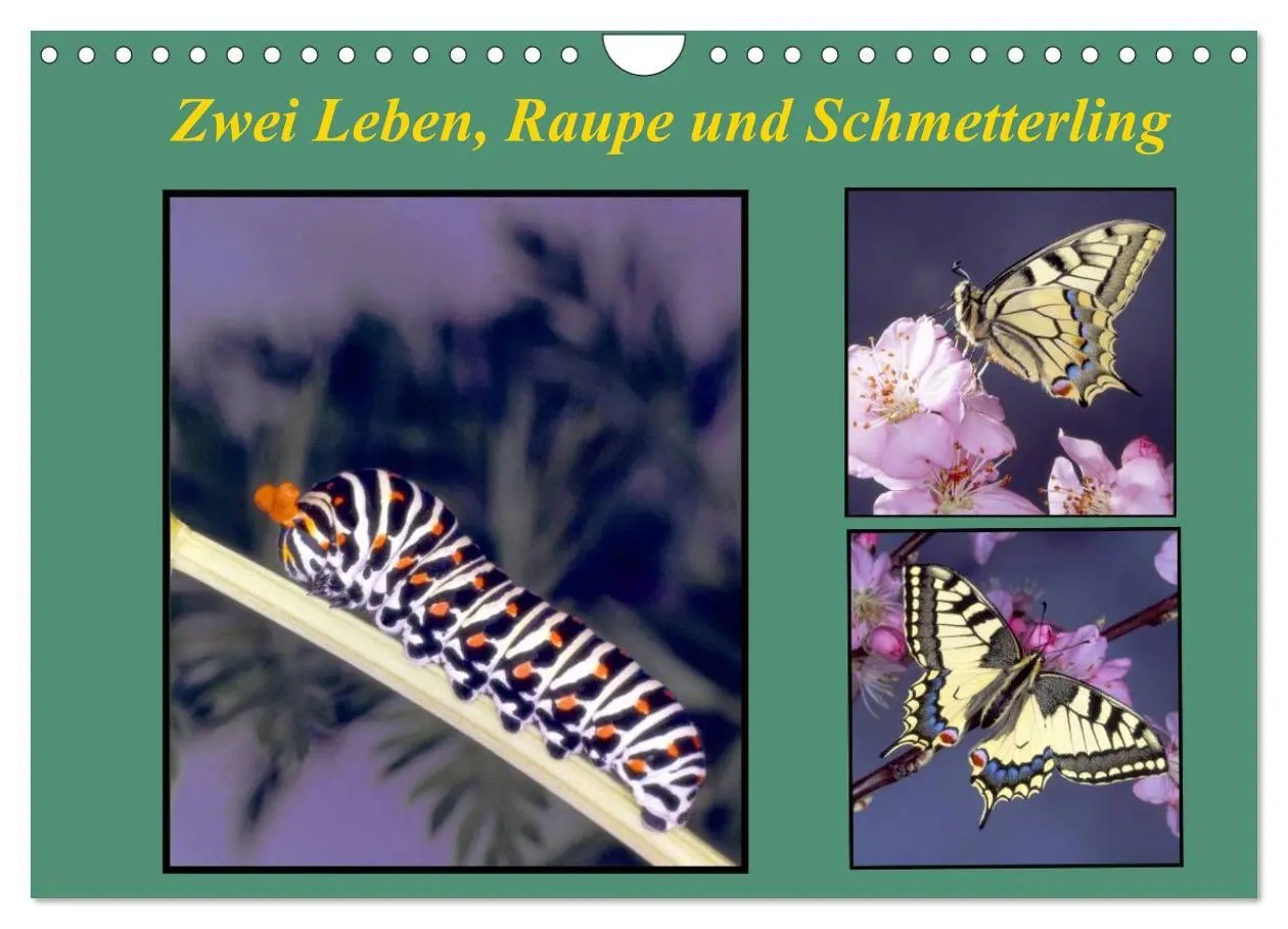Cover: 9783457959282 | Zwei Leben, Raupe und Schmetterling (Wandkalender 2026 DIN A4...