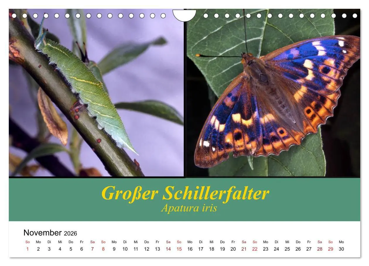 Bild: 9783457959282 | Zwei Leben, Raupe und Schmetterling (Wandkalender 2026 DIN A4...