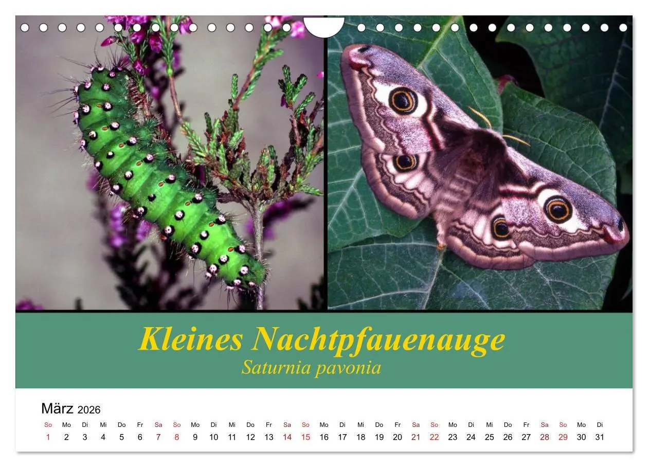 Bild: 9783457959282 | Zwei Leben, Raupe und Schmetterling (Wandkalender 2026 DIN A4...