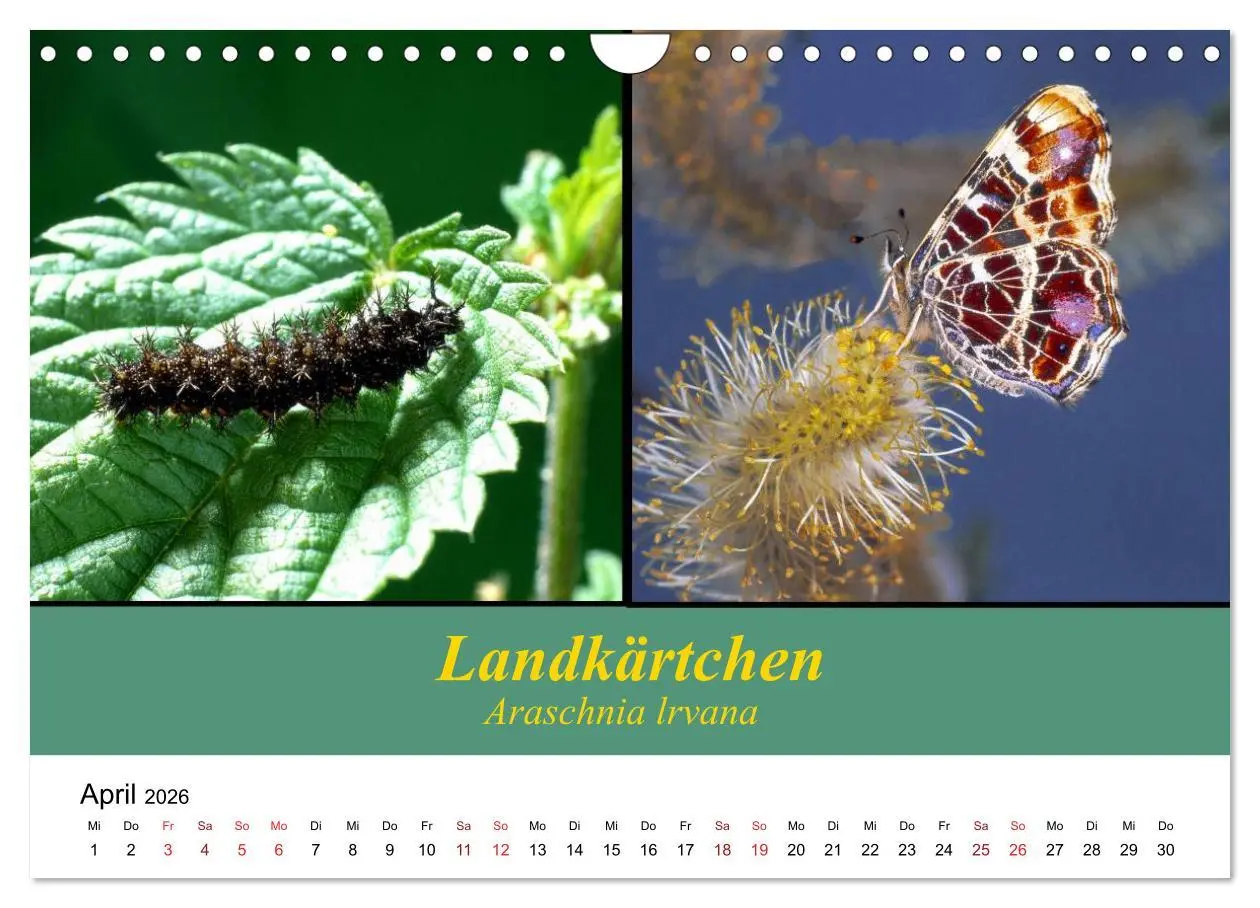 Bild: 9783457959282 | Zwei Leben, Raupe und Schmetterling (Wandkalender 2026 DIN A4...