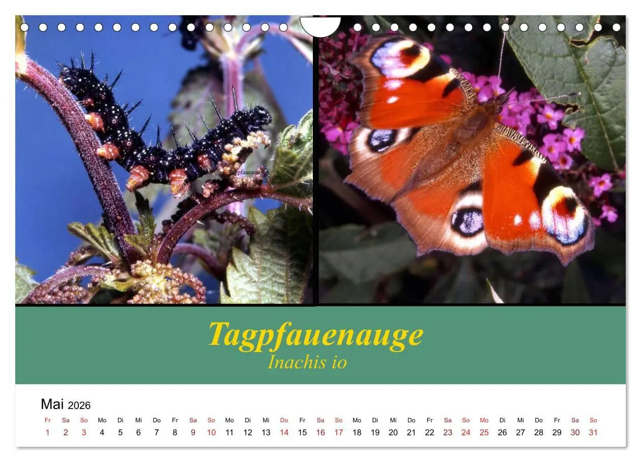 Bild: 9783457959282 | Zwei Leben, Raupe und Schmetterling (Wandkalender 2026 DIN A4...