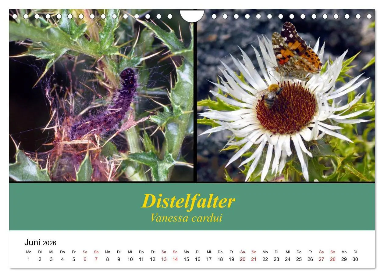 Bild: 9783457959282 | Zwei Leben, Raupe und Schmetterling (Wandkalender 2026 DIN A4...