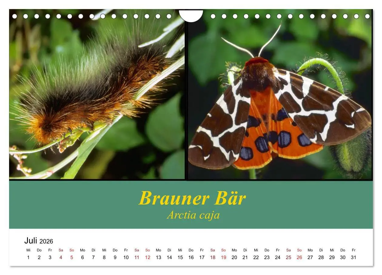 Bild: 9783457959282 | Zwei Leben, Raupe und Schmetterling (Wandkalender 2026 DIN A4...