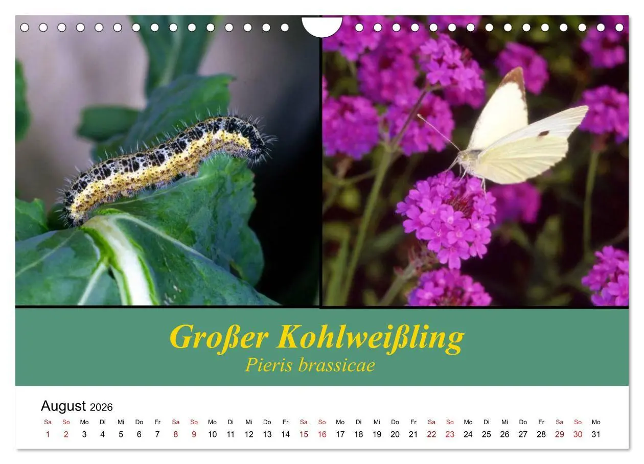 Bild: 9783457959282 | Zwei Leben, Raupe und Schmetterling (Wandkalender 2026 DIN A4...