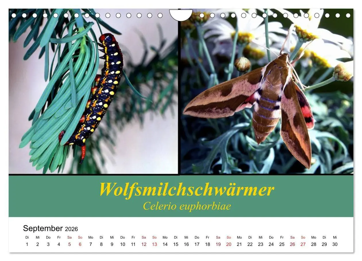 Bild: 9783457959282 | Zwei Leben, Raupe und Schmetterling (Wandkalender 2026 DIN A4...