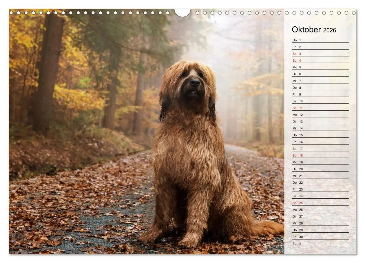 Bild: 9783457949382 | Der Briard 2026 - Ein echter Charmeur (Wandkalender 2026 DIN A3...