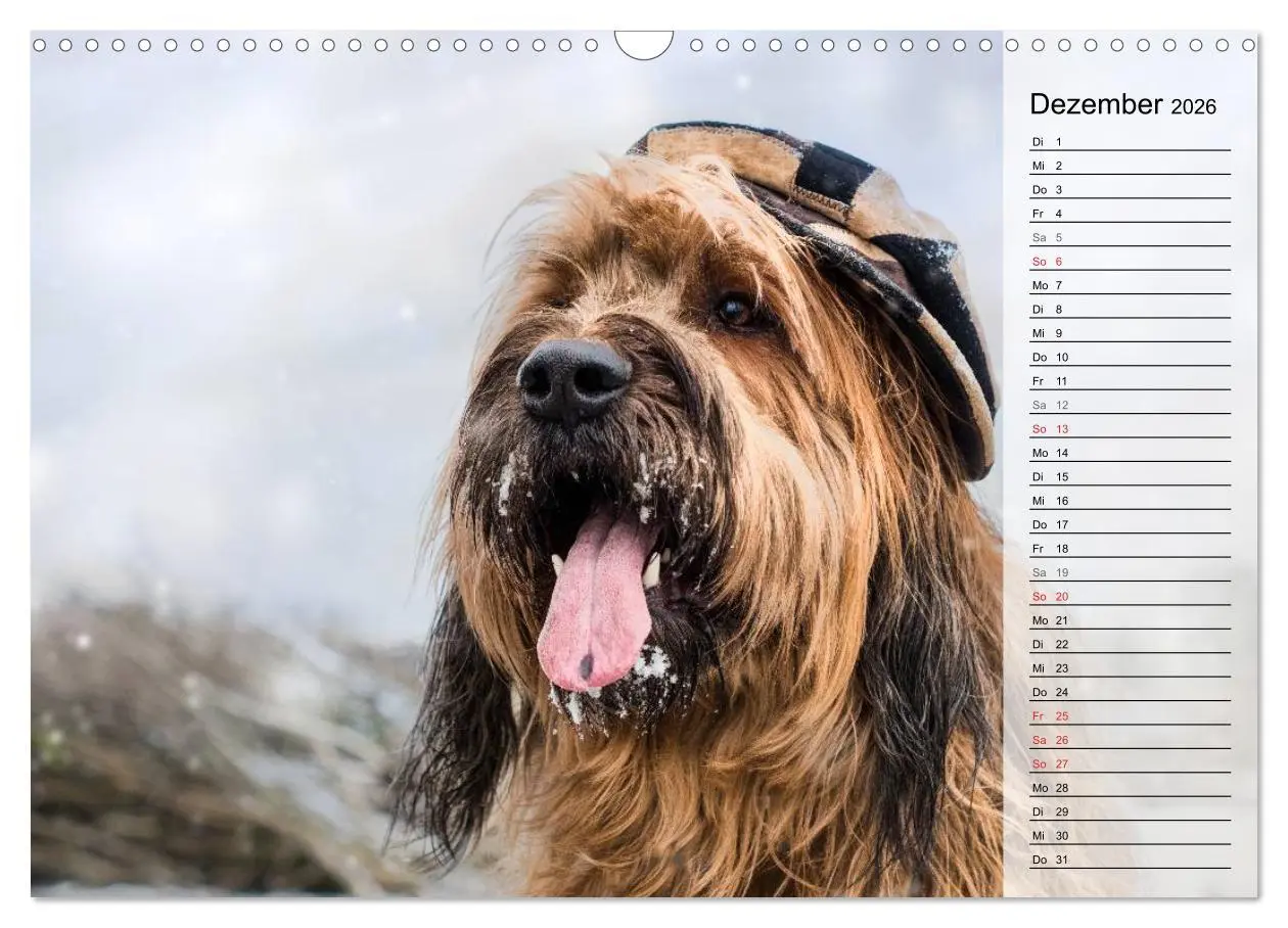 Bild: 9783457949382 | Der Briard 2026 - Ein echter Charmeur (Wandkalender 2026 DIN A3...