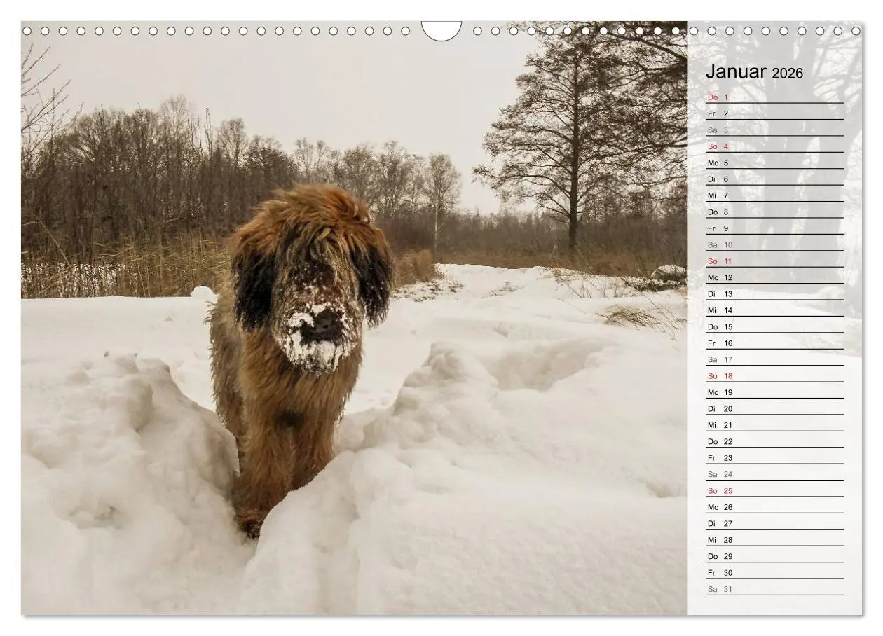 Bild: 9783457949382 | Der Briard 2026 - Ein echter Charmeur (Wandkalender 2026 DIN A3...