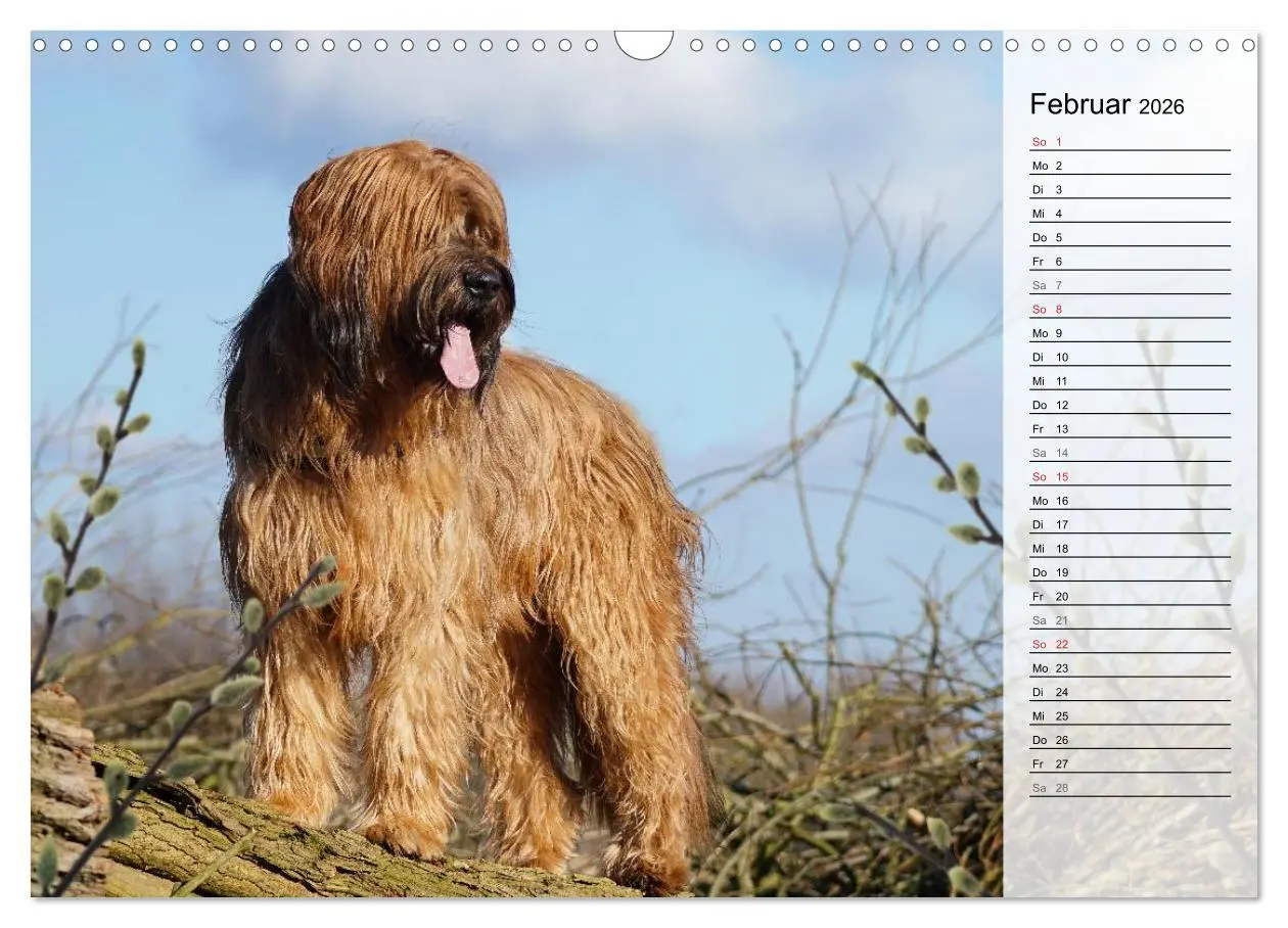 Bild: 9783457949382 | Der Briard 2026 - Ein echter Charmeur (Wandkalender 2026 DIN A3...