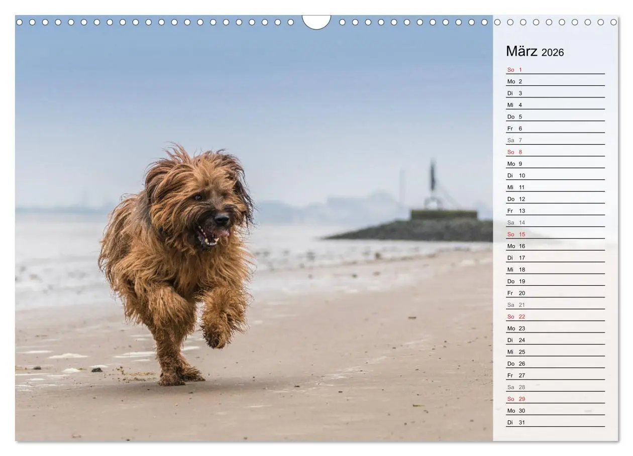 Bild: 9783457949382 | Der Briard 2026 - Ein echter Charmeur (Wandkalender 2026 DIN A3...