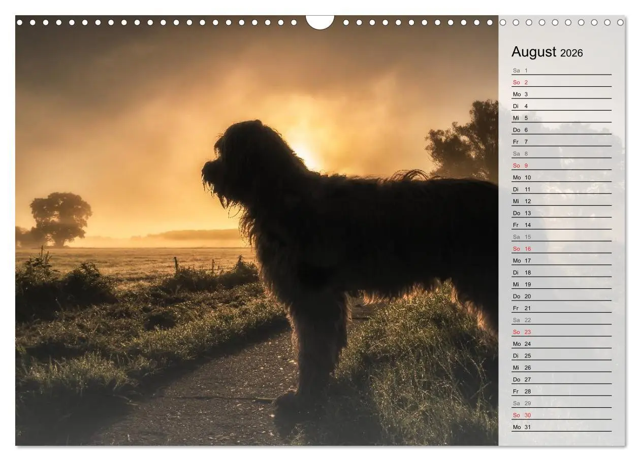 Bild: 9783457949382 | Der Briard 2026 - Ein echter Charmeur (Wandkalender 2026 DIN A3...