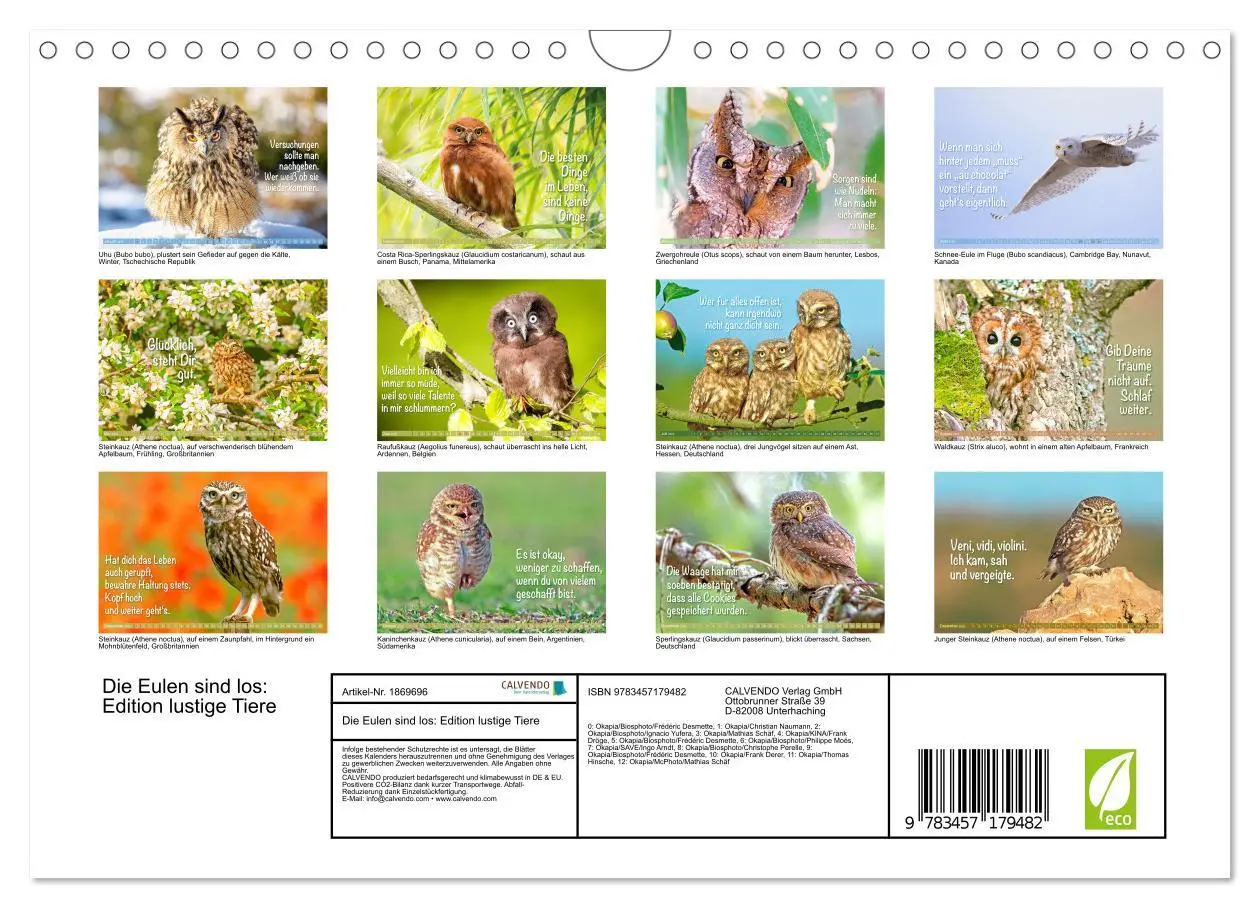 Bild: 9783457179482 | Die Eulen sind los: Edition lustige Tiere (Wandkalender 2025 DIN A4...