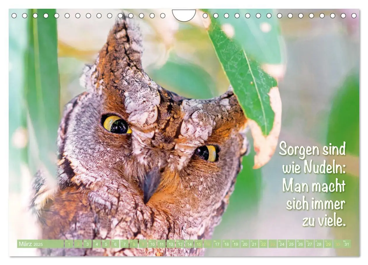Bild: 9783457179482 | Die Eulen sind los: Edition lustige Tiere (Wandkalender 2025 DIN A4...