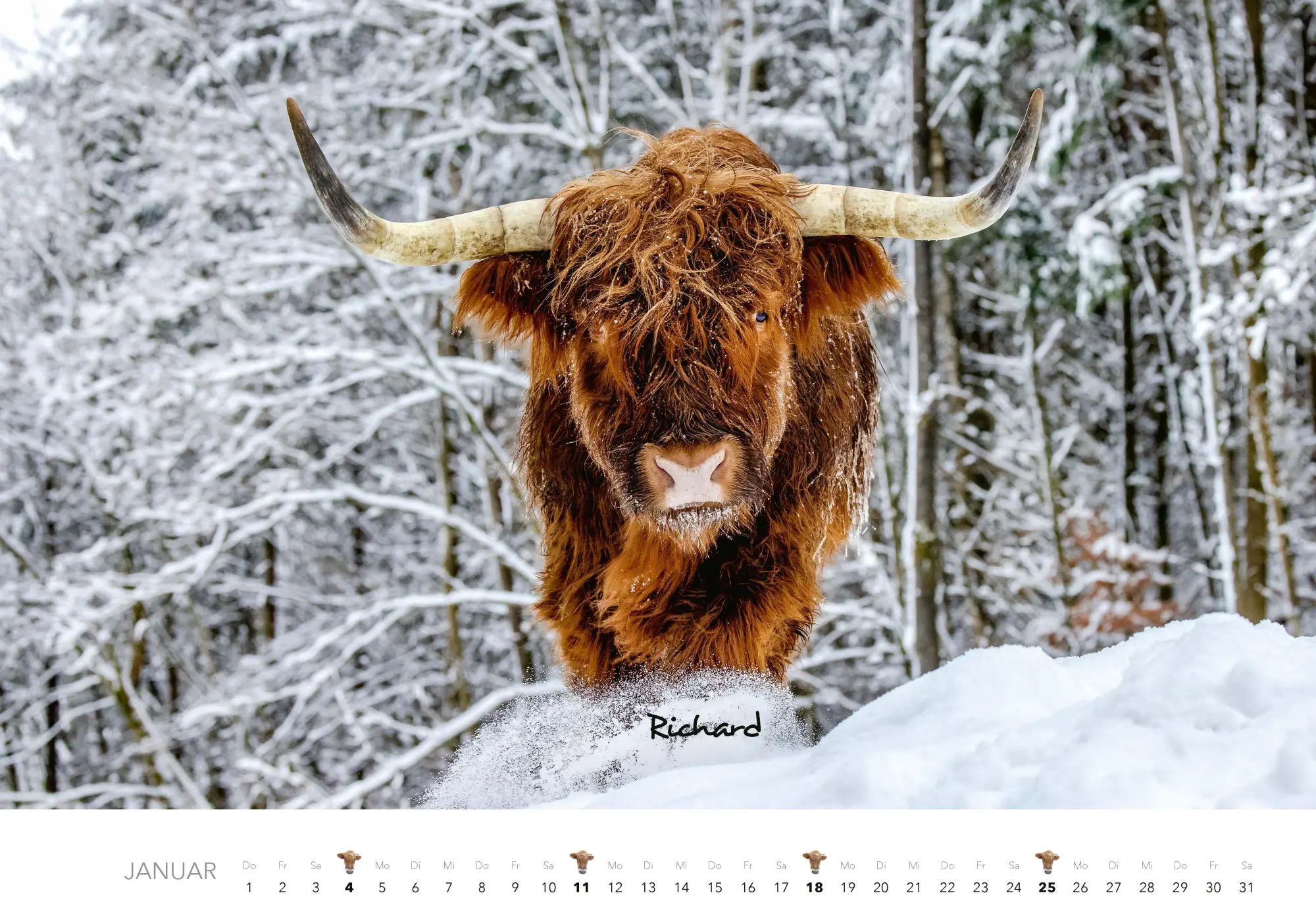 Bild: 9783966649582 | Kühe Kalender 2026 Wandkalender | J. -L. Klein (u. a.) | Kalender