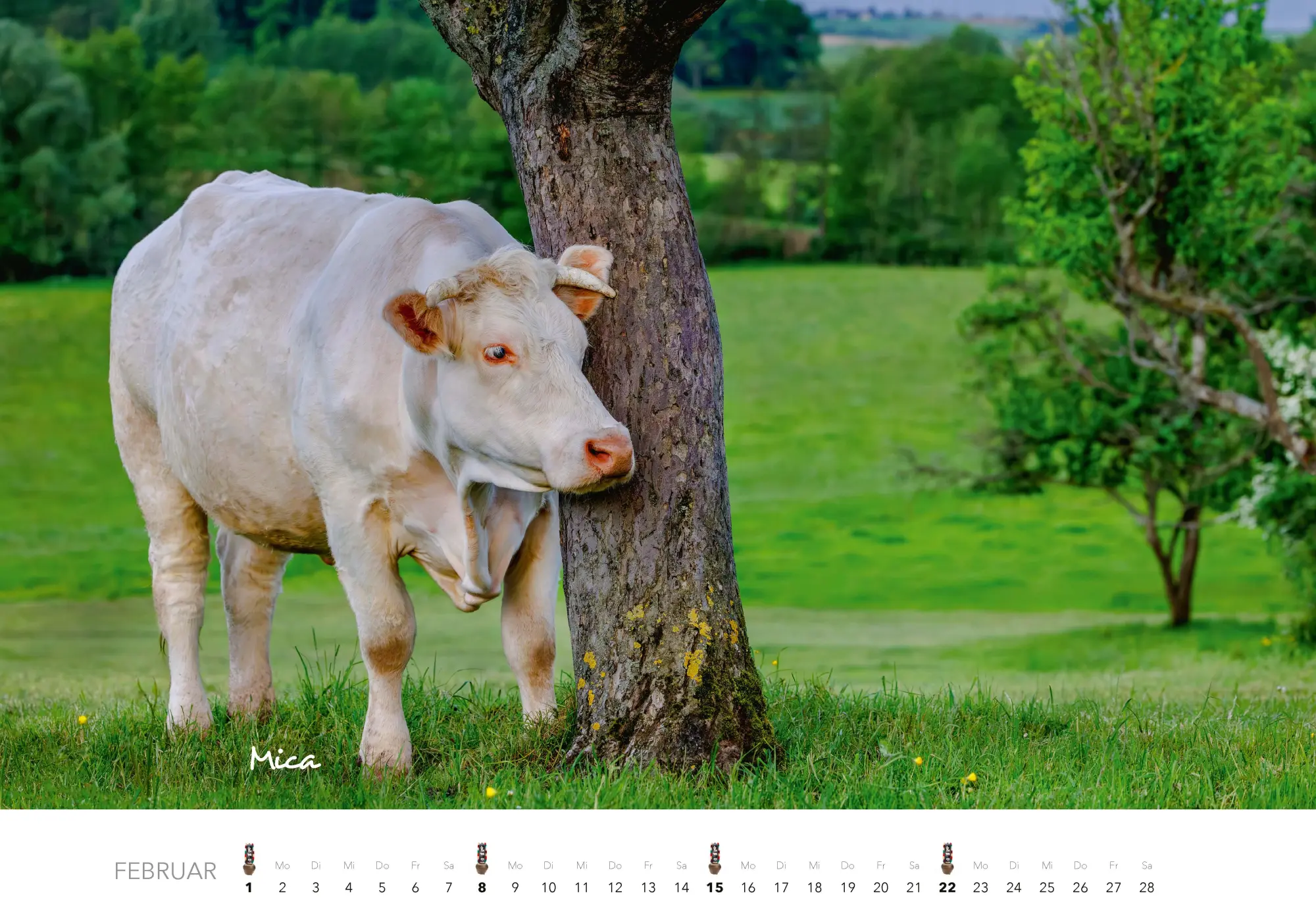 Bild: 9783966649582 | Kühe Kalender 2026 Wandkalender | J. -L. Klein (u. a.) | Kalender