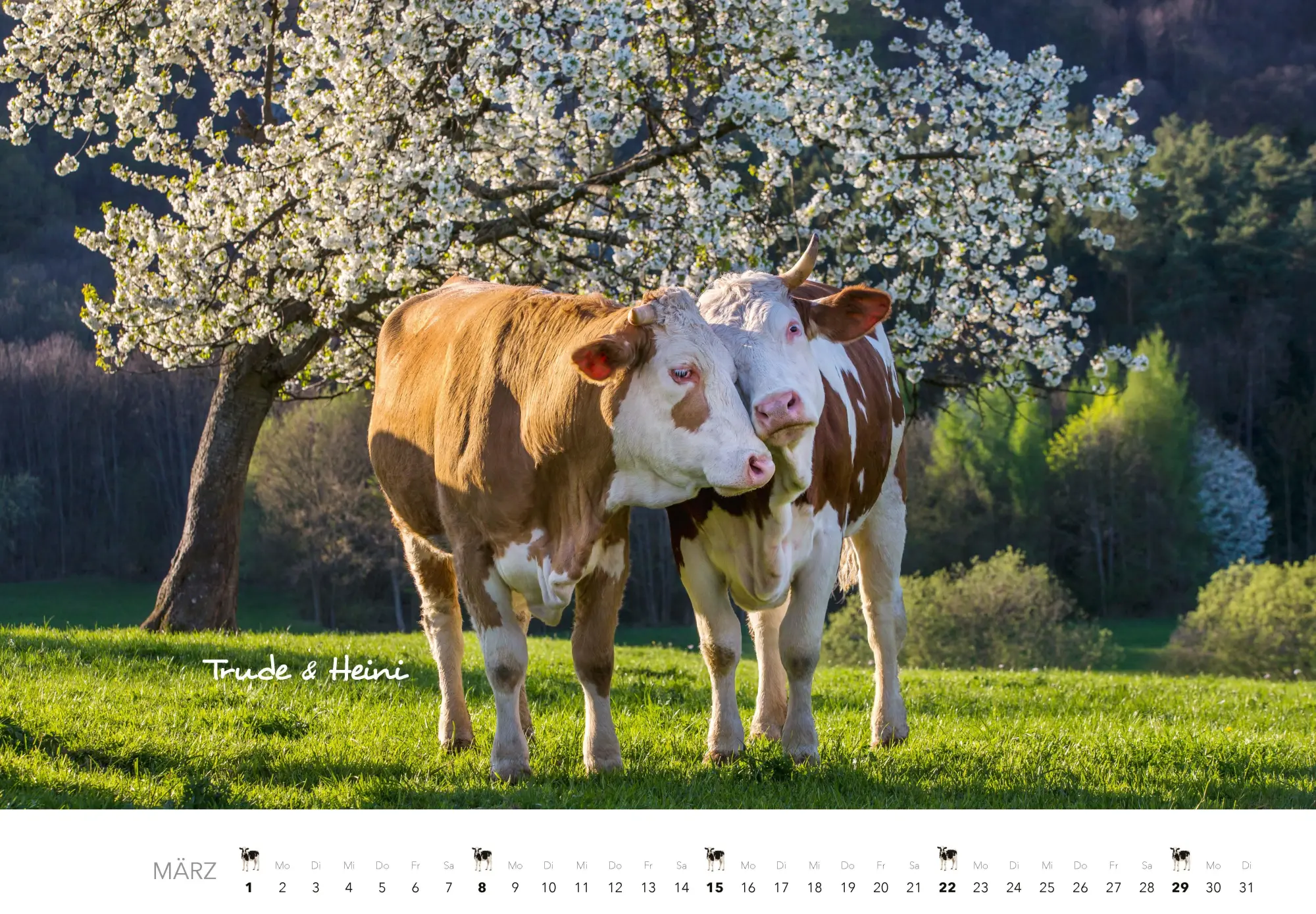 Bild: 9783966649582 | Kühe Kalender 2026 Wandkalender | J. -L. Klein (u. a.) | Kalender