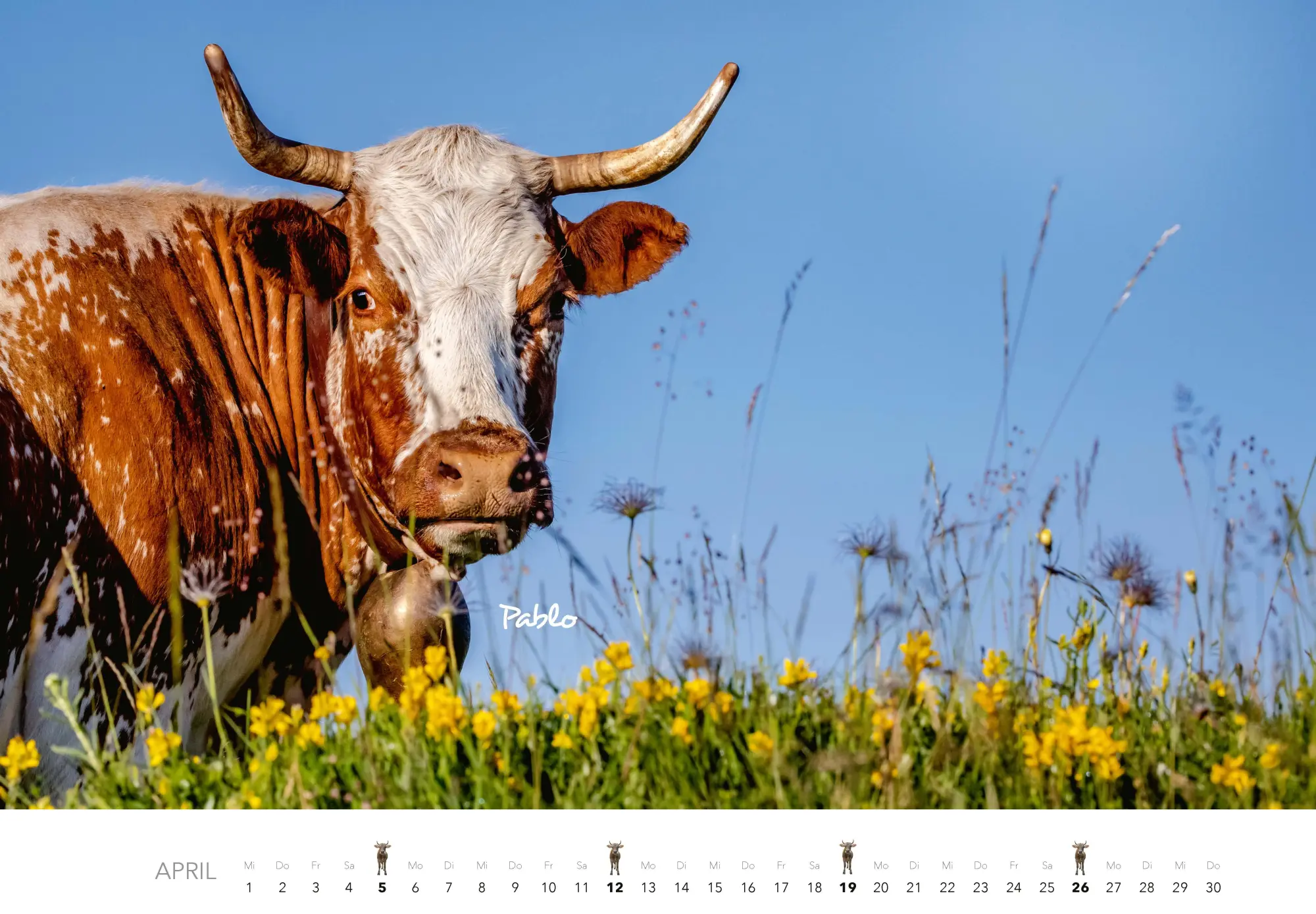 Bild: 9783966649582 | Kühe Kalender 2026 Wandkalender | J. -L. Klein (u. a.) | Kalender