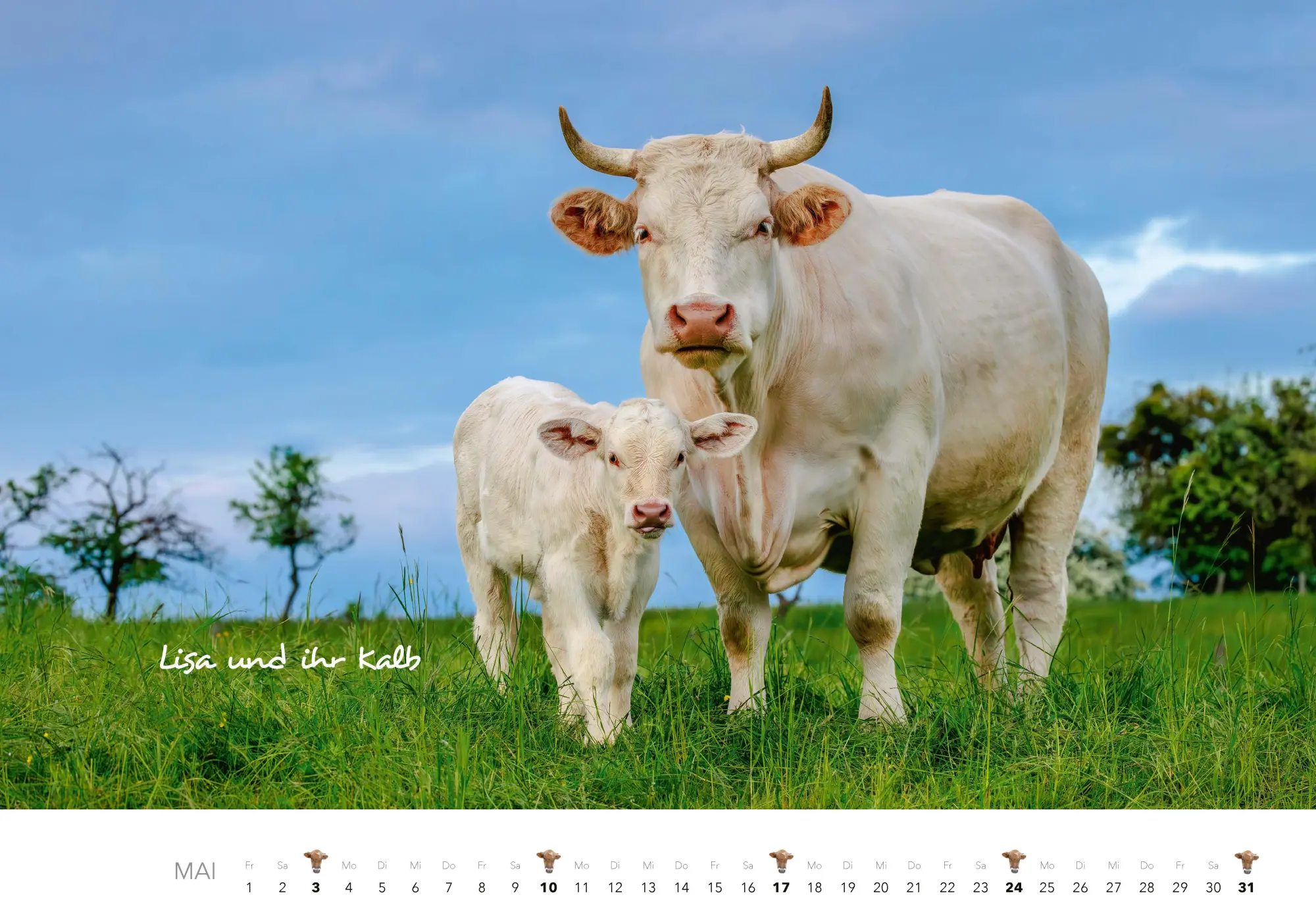 Bild: 9783966649582 | Kühe Kalender 2026 Wandkalender | J. -L. Klein (u. a.) | Kalender