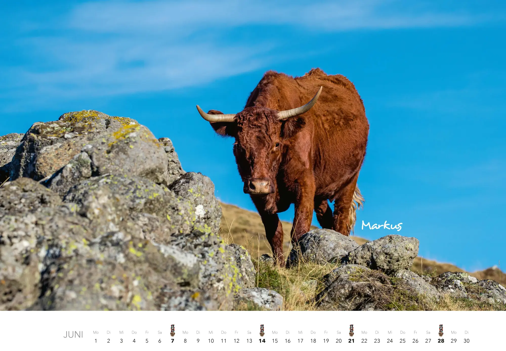Bild: 9783966649582 | Kühe Kalender 2026 Wandkalender | J. -L. Klein (u. a.) | Kalender