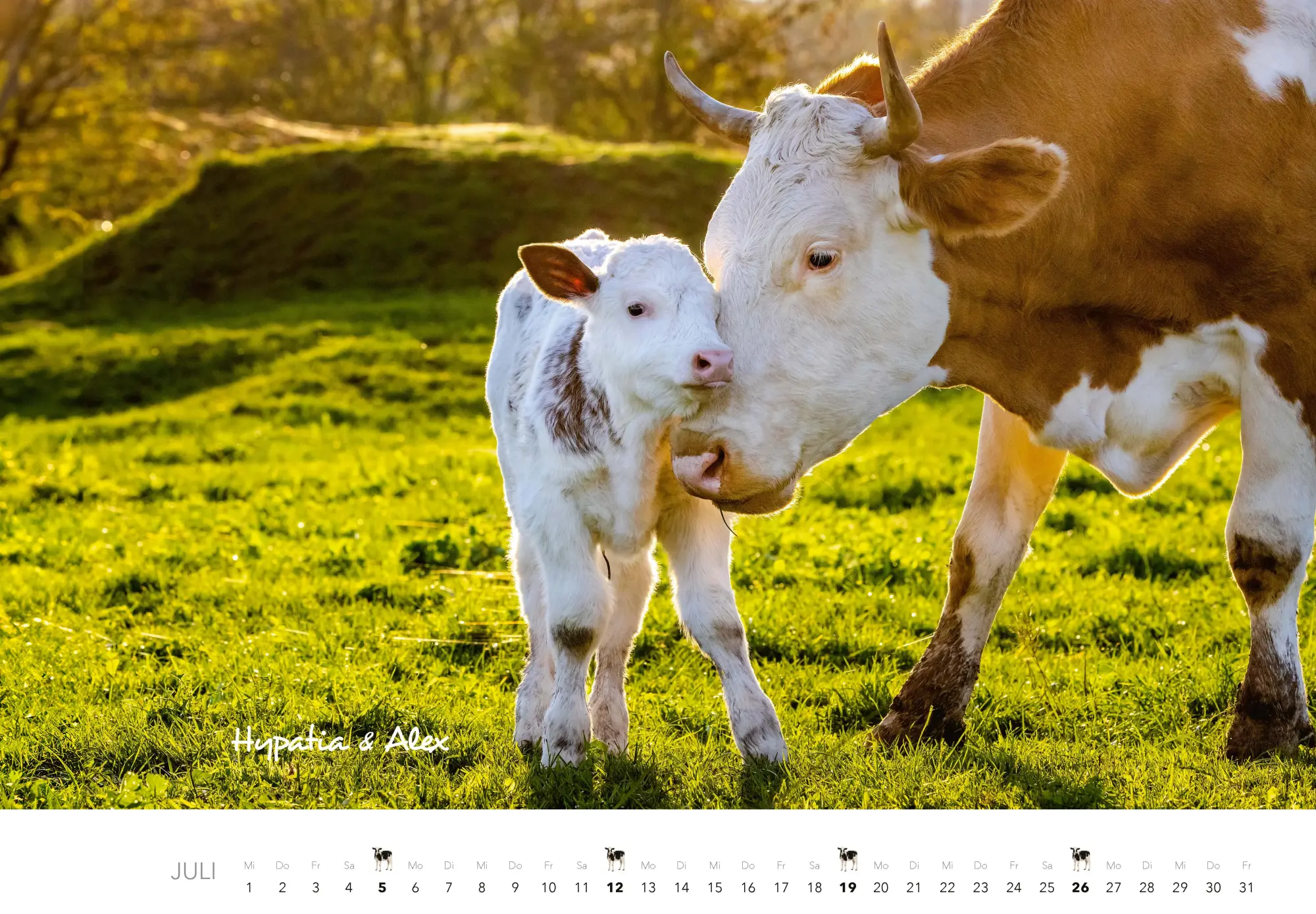 Bild: 9783966649582 | Kühe Kalender 2026 Wandkalender | J. -L. Klein (u. a.) | Kalender